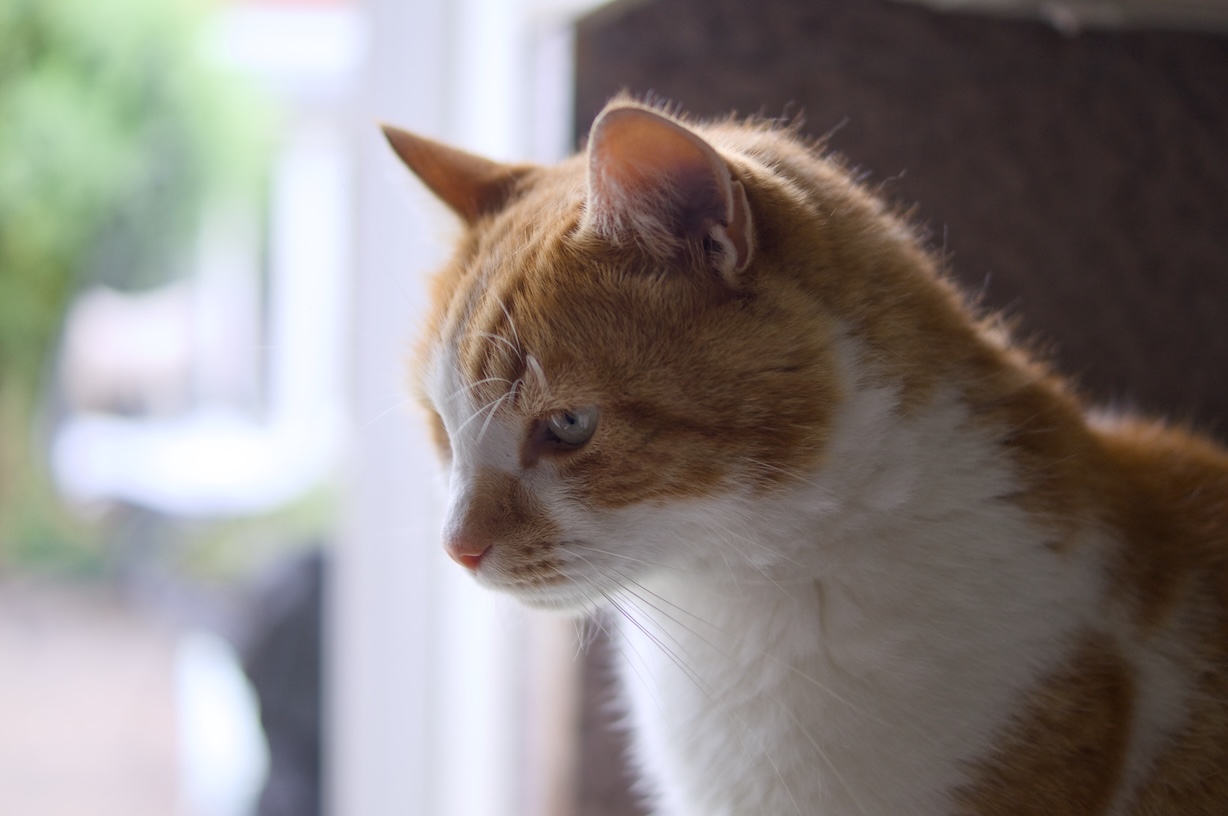 A picture of my cat sitting up inside against a bright background