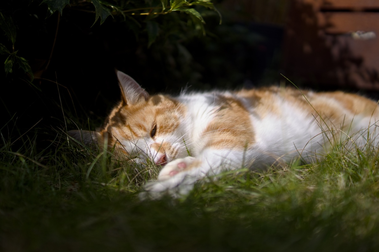 A picture of my cat laying down in the grass