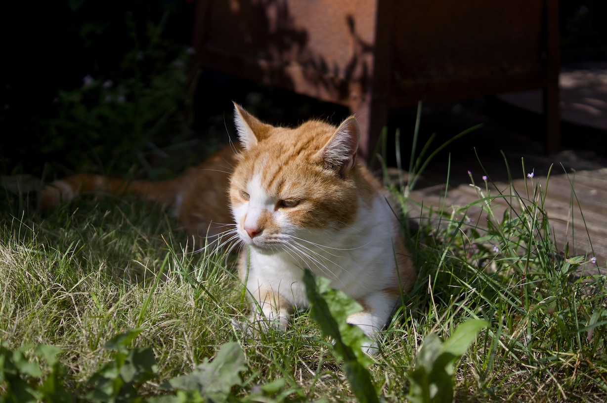 A picture of my cat sat in the grass