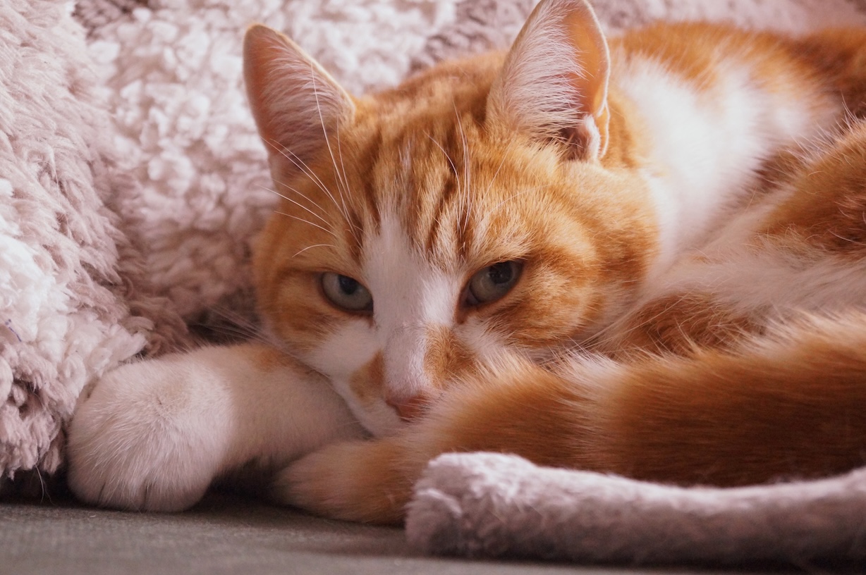 A photo of a ginger cat curled up, facing the camera.