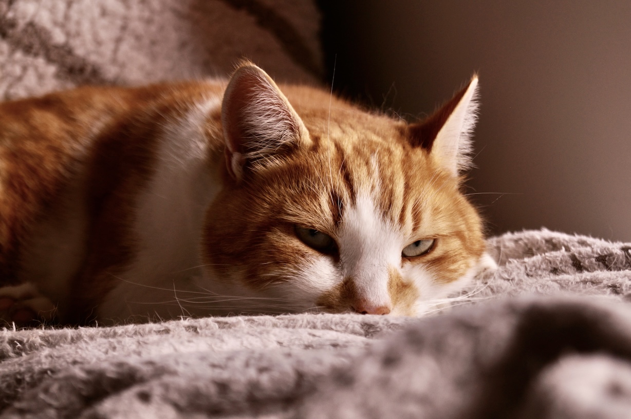 A head-on shot of a ginger cat lying on a blanket, looking at the camera